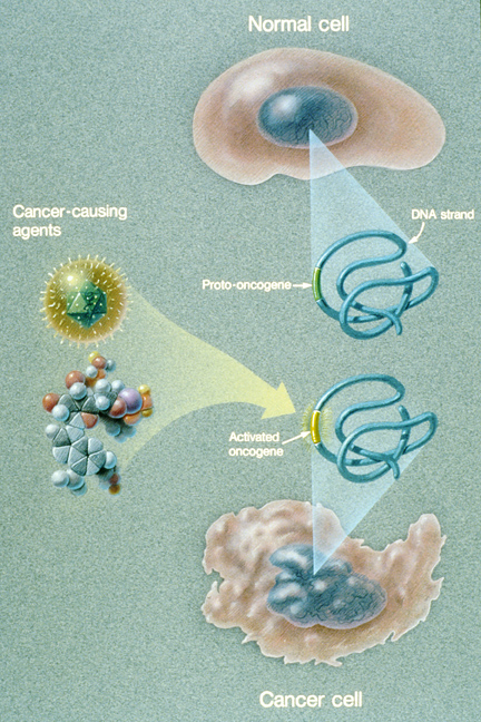 normal cell becomes cancer cell
